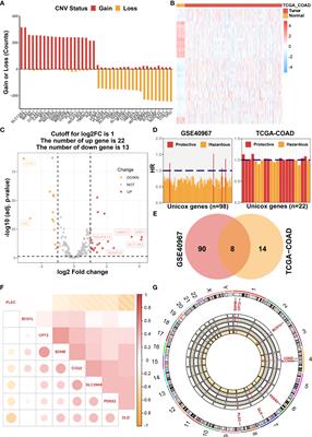 Establishment of lactate-metabolism-related signature to predict prognosis and immunotherapy response in patients with colon adenocarcinoma